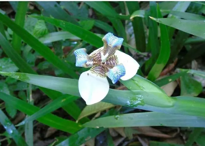 Jardin De Naipi 3