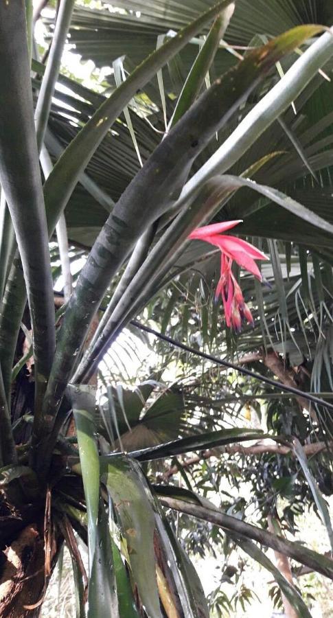Jardin De Naipi 3 * Puerto Iguazu
