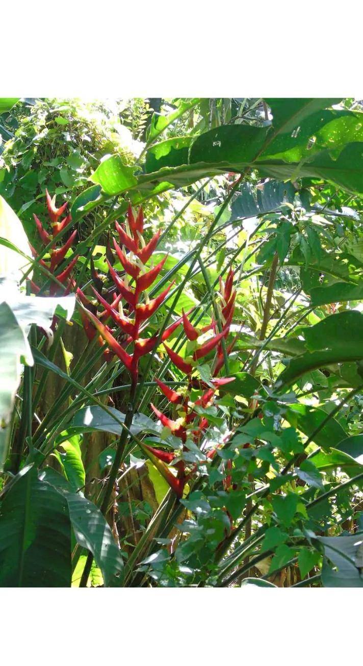 Homestay Jardin De Naipi 3 *